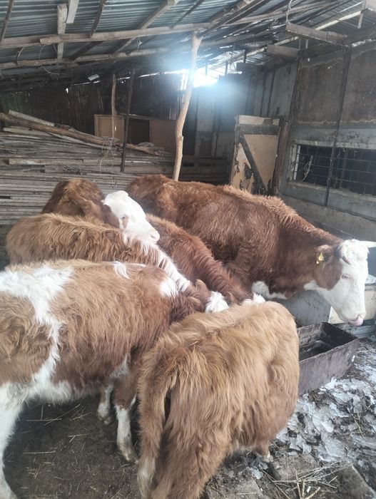 Бычок корова тиляат