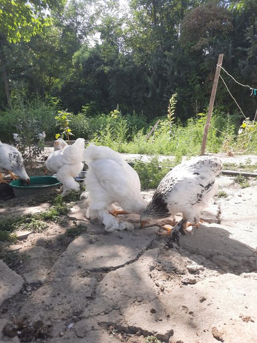 Продам брамов кур и петухов