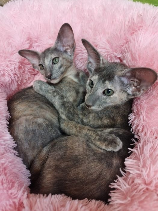 ВЫСОКОПОРОДНЫЕ! Ориентальные котята