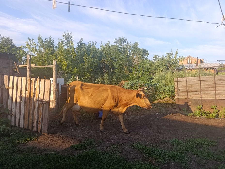 Продам коров,  телят,  бычка