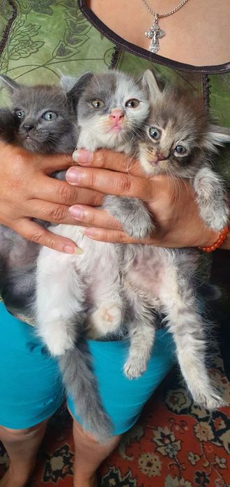 Отдам даром  котят