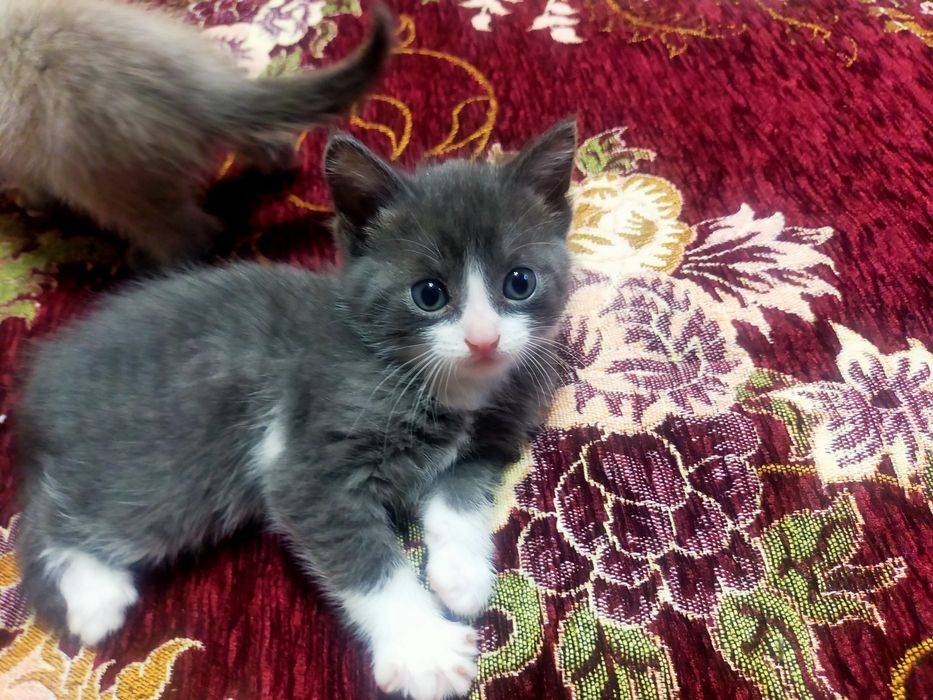 Красивые котята !