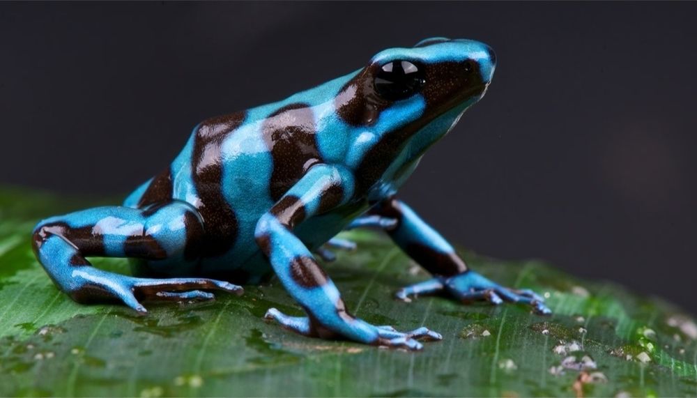 Dart frogs/broaste dendrobates