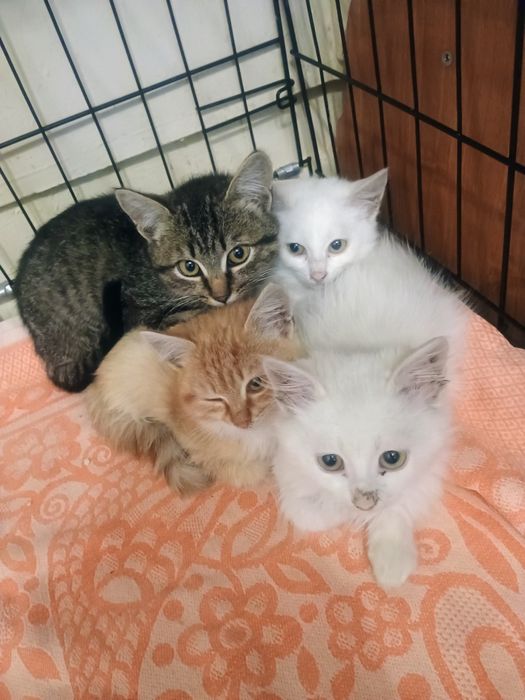 Отдам в добрые руки котят