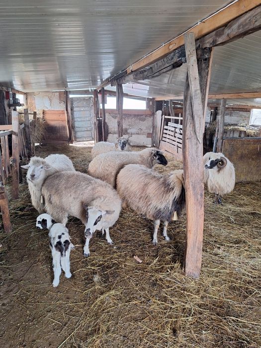 Vand sase oi,una deja fatata cu mieluta lângă ea