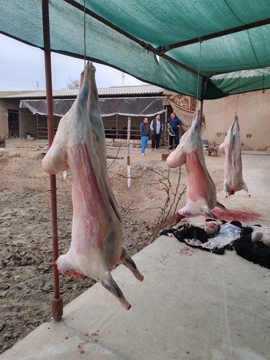 Кучкорлар сотилади кулай нархларда