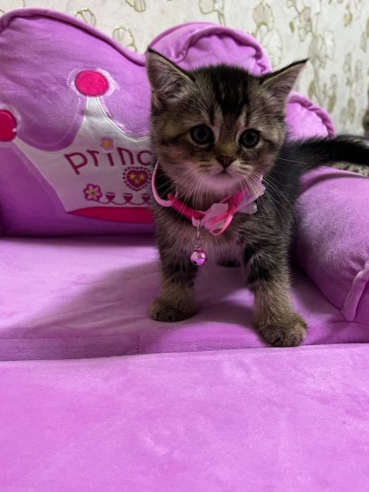 Продается котята , смесь золотая шиншилла и британский