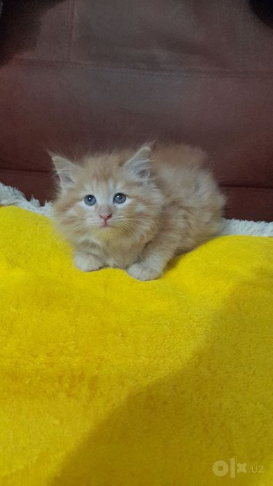 Продаются котята мейн-кун британцем