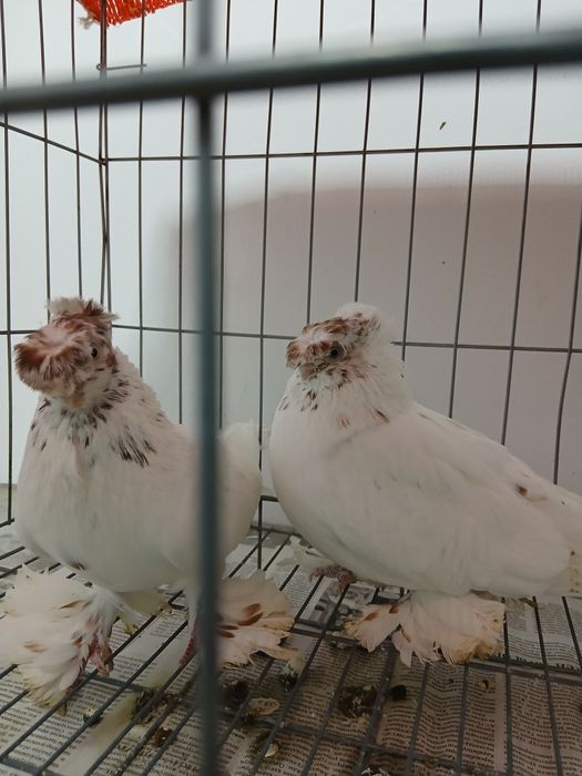 Продам пару голубей