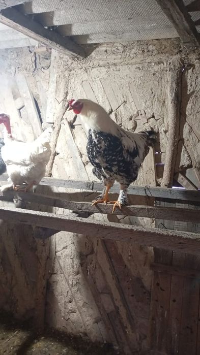 Продам петухов Брама