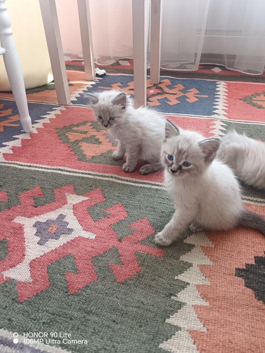Котята сиамские,