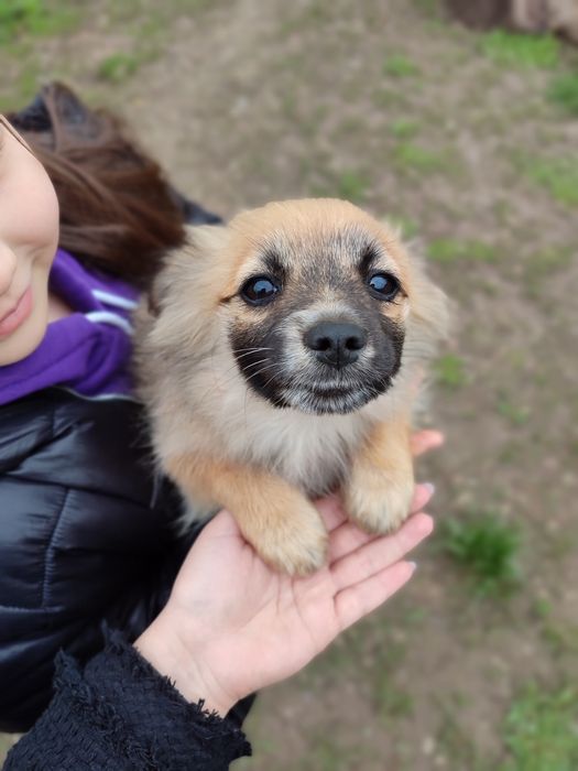 Отдам 3-месячных щенят