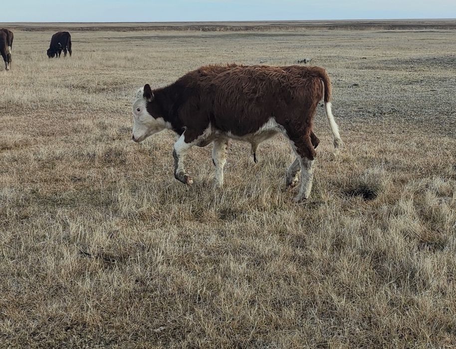 Продам бычка Февральски