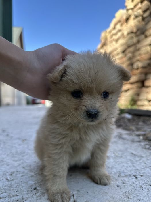 Щенок немецкий шпиц