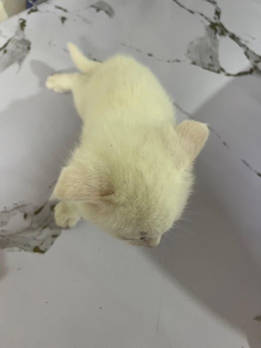 Ангора белая кошка