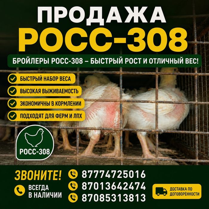 Продам Подрощенные Бройлеры