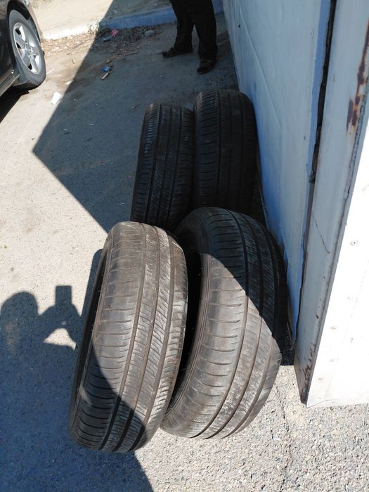 Шина летний горонтия