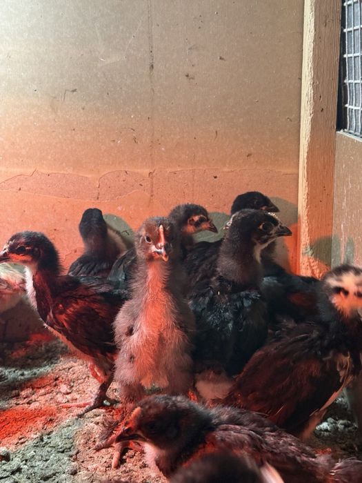 Андижон кора жужалари сотилади !