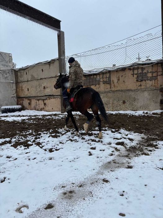 Продается лошадь Англо Араб