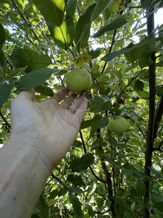 Продам дачу (НЕ В ГОРОДЕ)