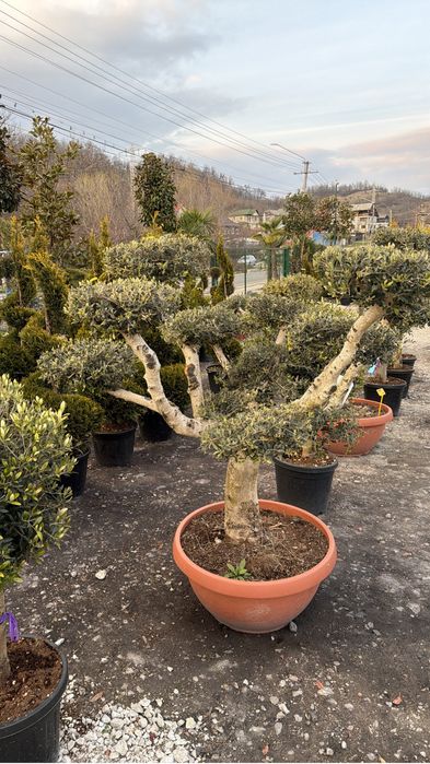 Bonsai din maslin (olea europaea) pin etc