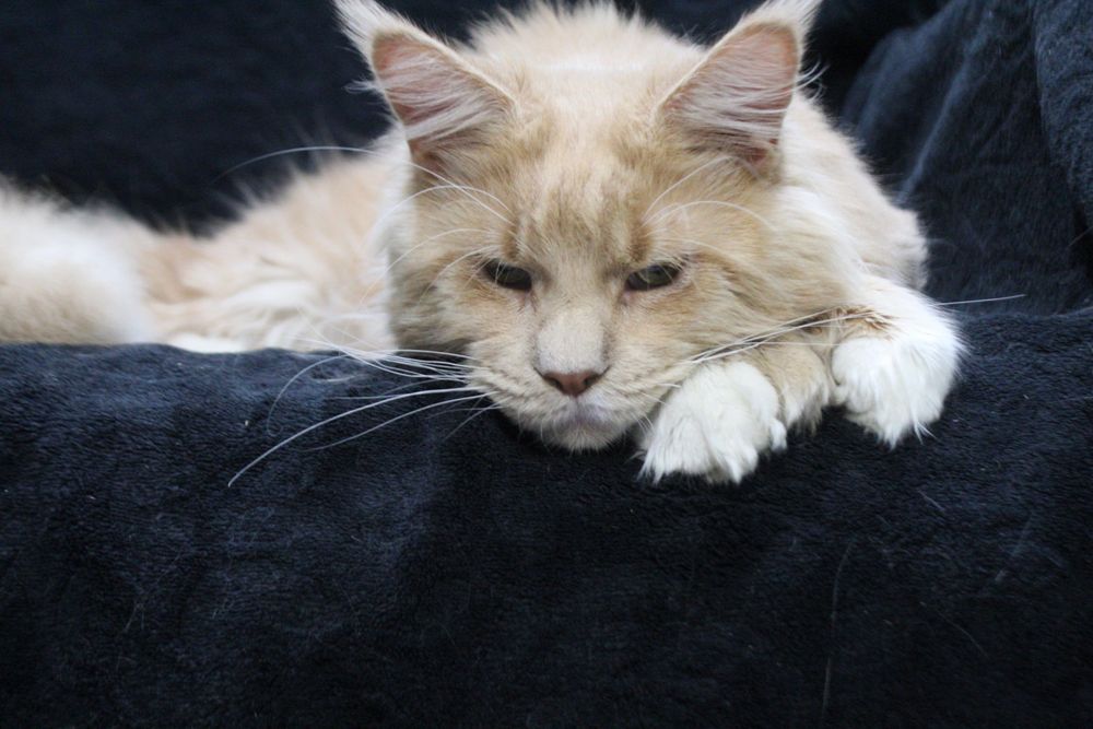 Котик мейнкун на вязку
