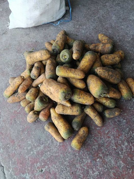 Sabzi ishonarli 50 tonna sifati a'lo