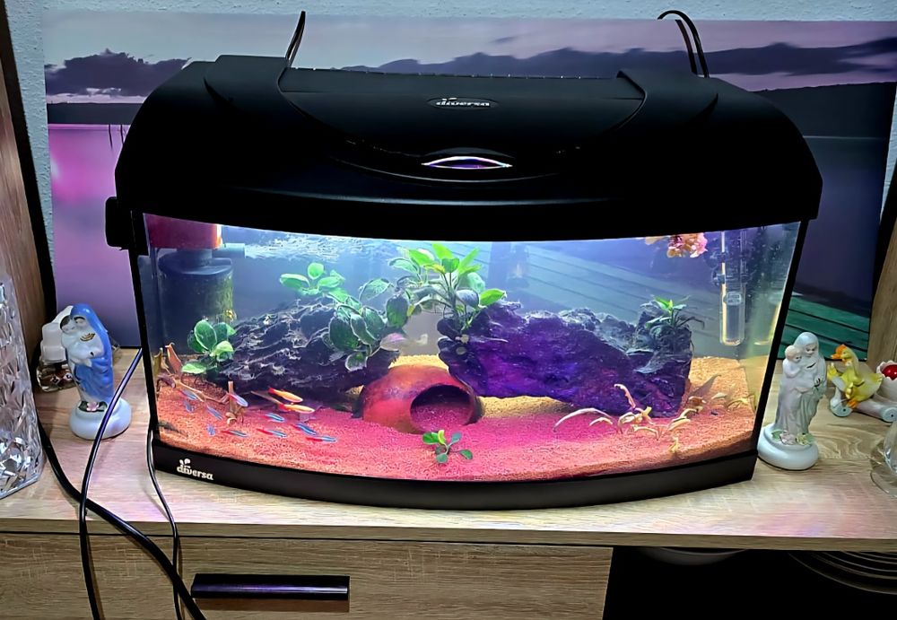 Acvariu complet/tot ce se vede