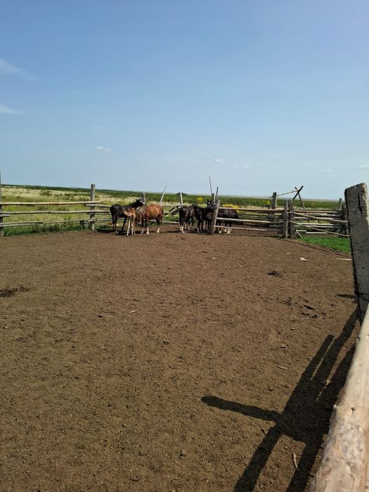 Продам лошадей с жеребятами