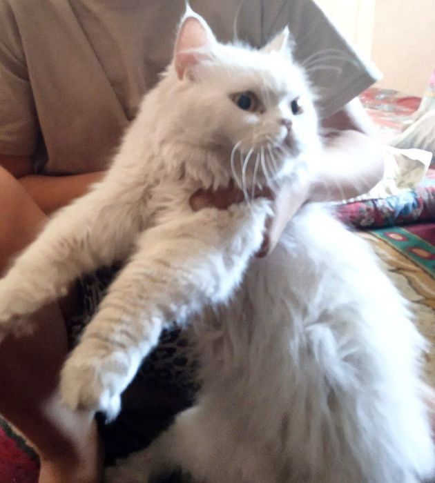 Зотли мушук сотилади