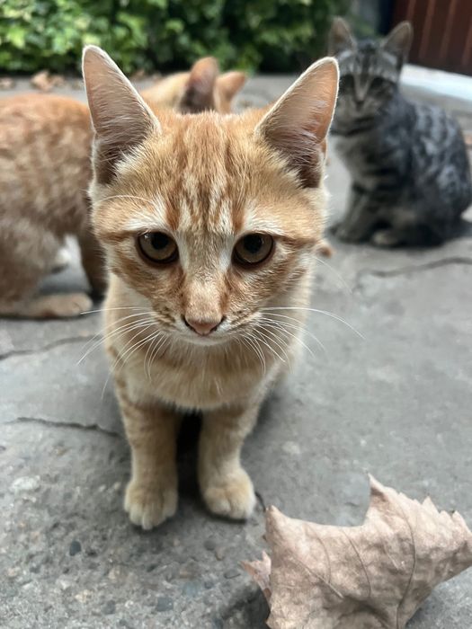 Подарявам котенца