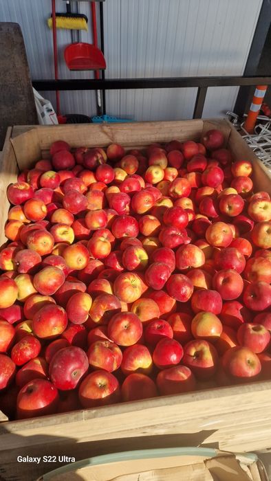 Idared 80+ 2lei mere idared