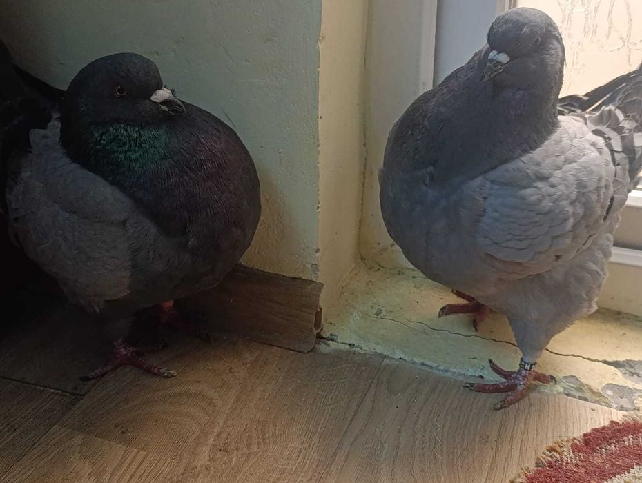 Vând o pereche de porumbei king