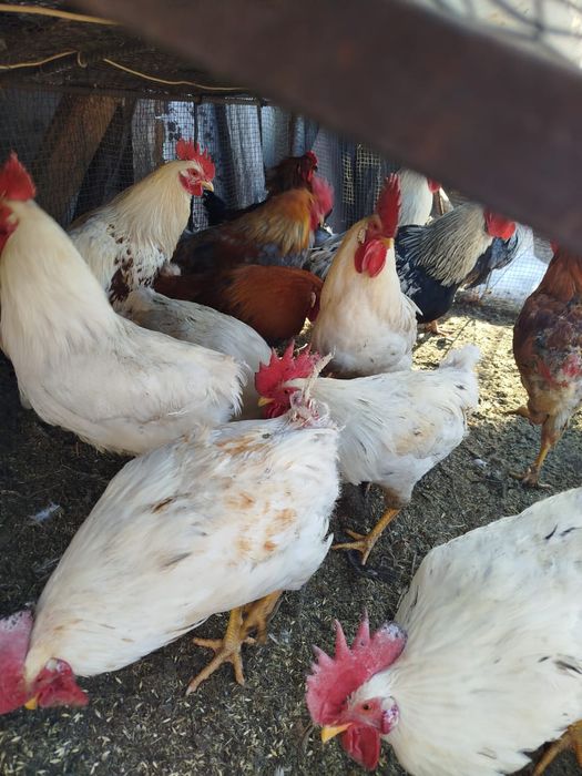 Петухи домашние продам