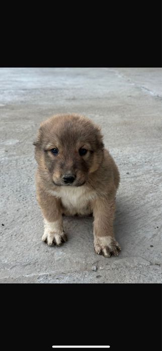 Ит сатылады алабай кушыктер линия бар.