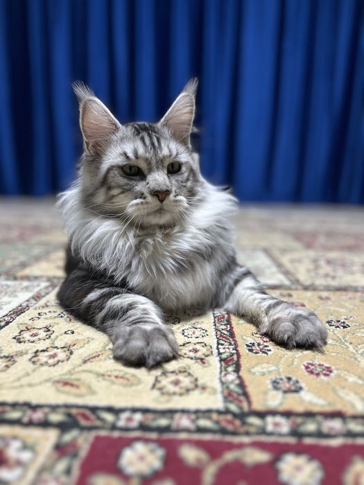 Продам кота мейн кун