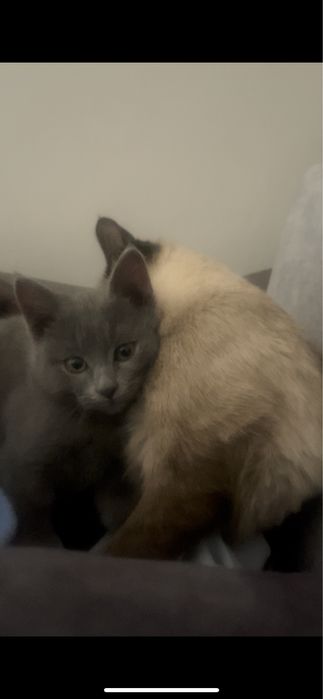 Кот и кошка. Сиамская мама серого котенка. Отдам бесплатно,