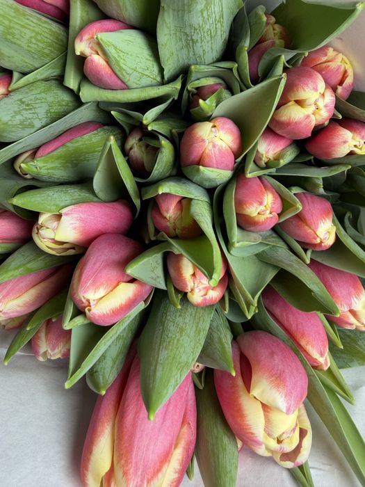 Большие красивые тюльпаны