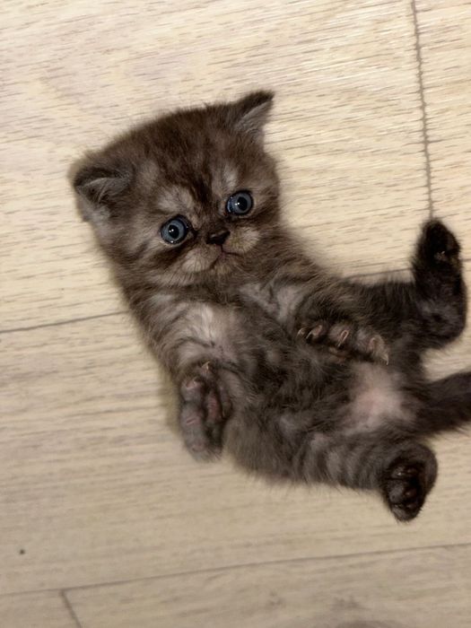 Продам котят британцы