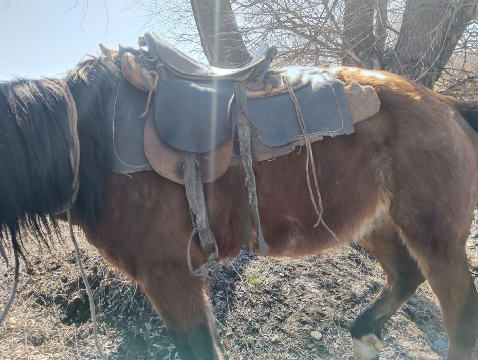 Ат сатам жасы 10 да сограда тур