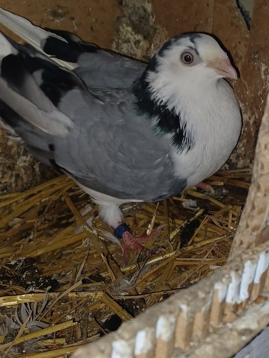 Porumbei gălățeni de zbor și joc de toate culorile