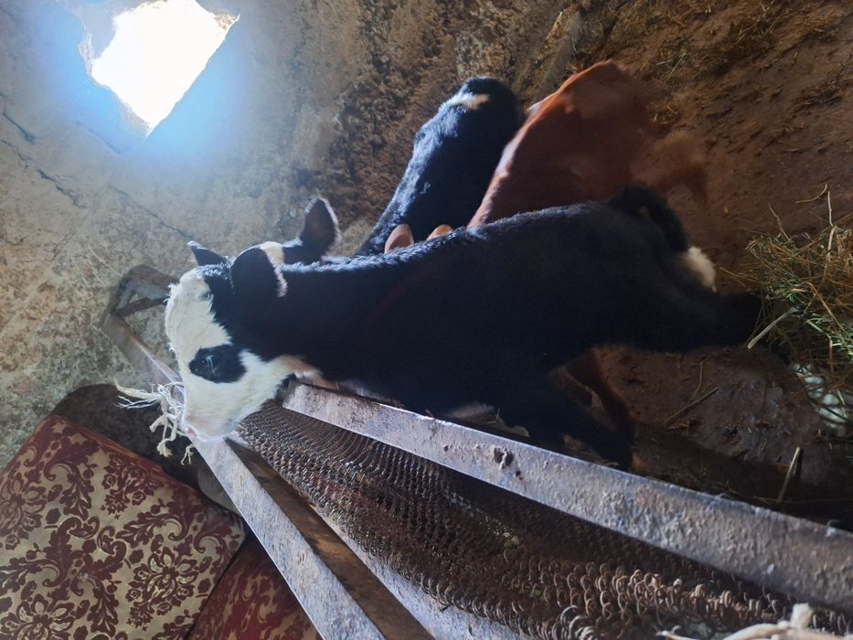 бузаулар сатылады