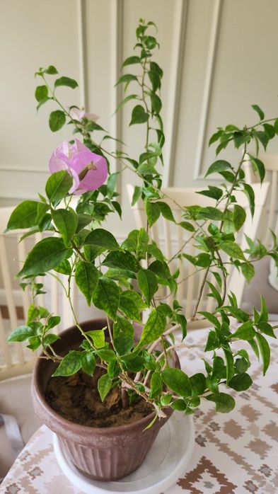 Продам комнаты цветы