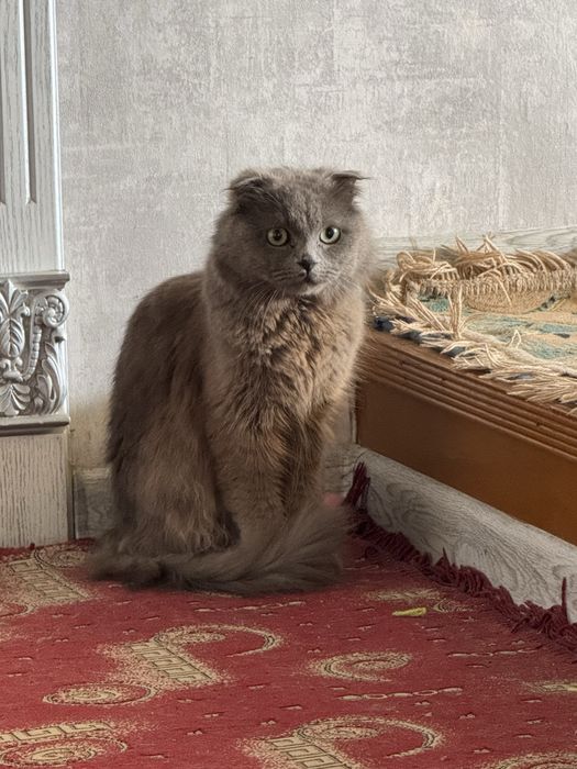 продаётся кошка.
