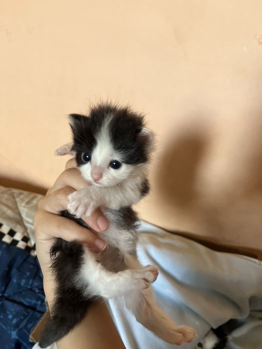 отдам котиков в хорошие руки