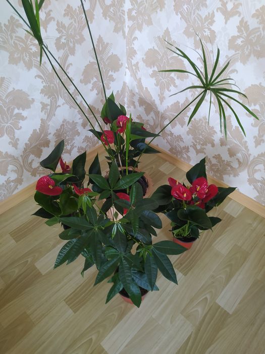 Комнатные цветы продам