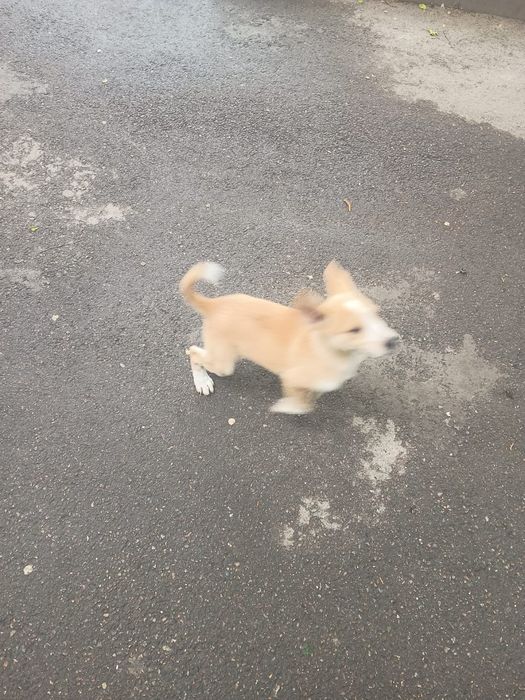 Отдадим щенка-звоночка