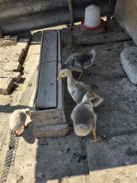 Vând pui de bibilică,curci,rațe,gâște