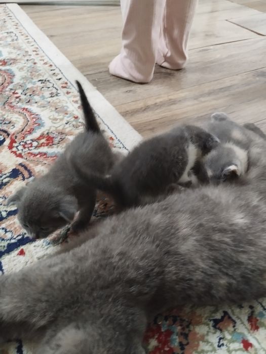 Шотландық мысықтың қыздарын сатамын