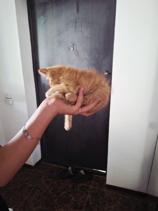 Котёнок Макс (мальчик)